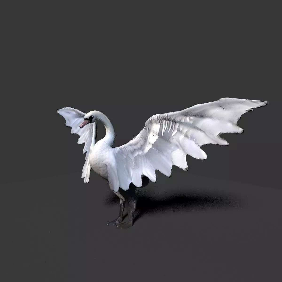 white swan 3D model_0