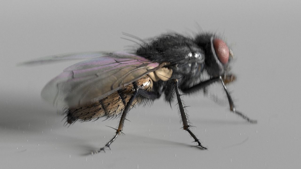 House fly model House fly model