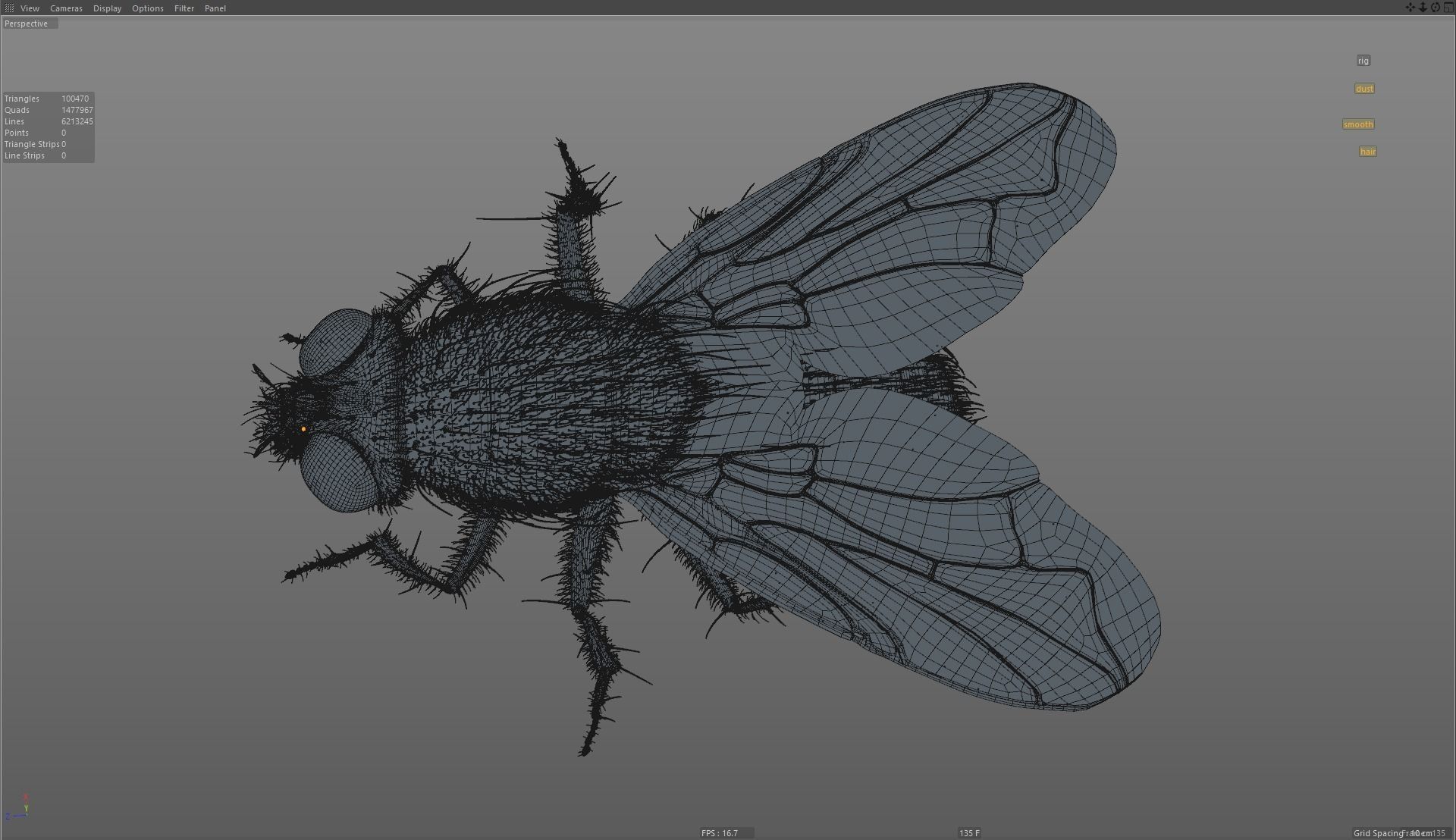 Housefly rigged and animated for Cinema 4d 3D model_8