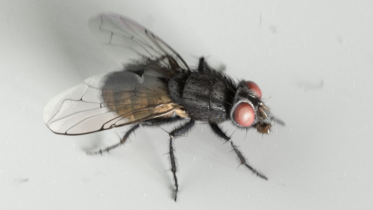 Housefly rigged and animated for Cinema 4d 3D model_4