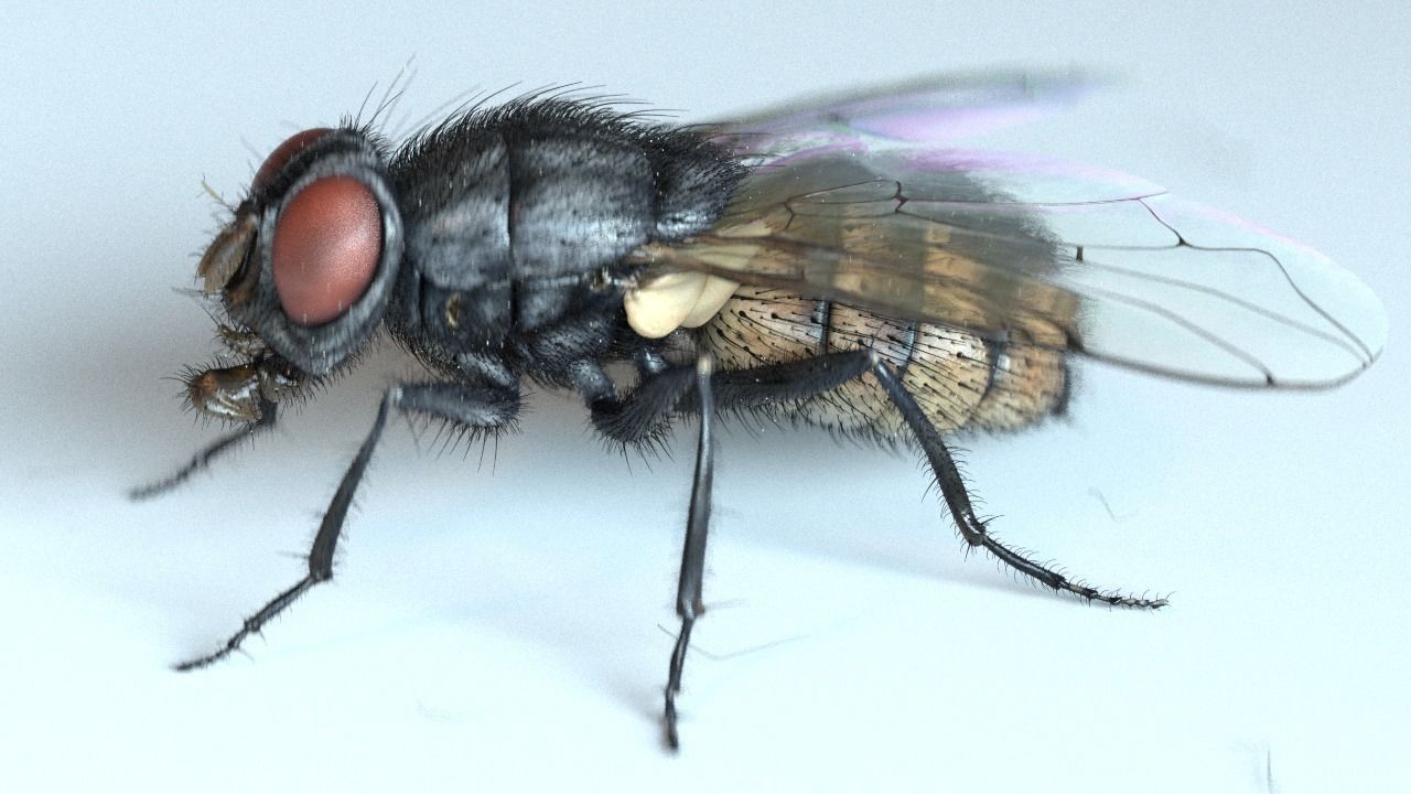 Housefly rigged and animated for Cinema 4d 3D model_3
