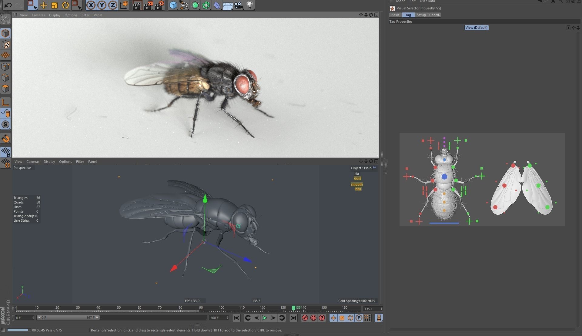 Housefly rigged and animated for Cinema 4d 3D model_6