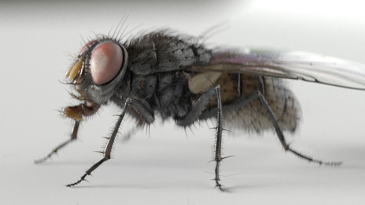 Housefly rigged and animated for Cinema 4d 3D model_0