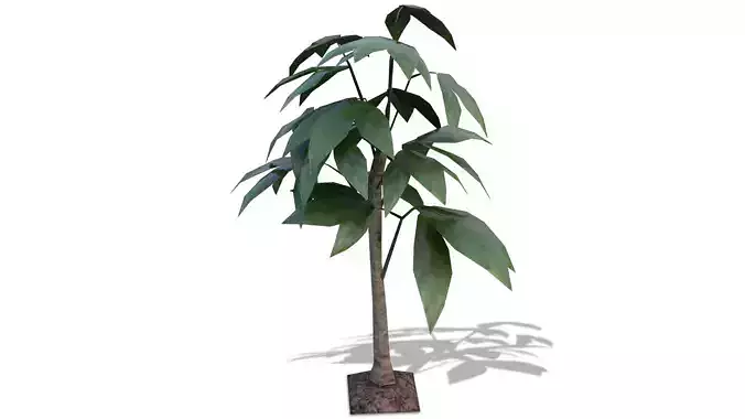 Tropical Leaves Tree