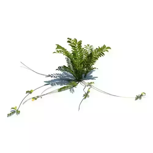 Fern With Long Stems