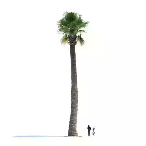 Thick Palm Tree 3D model
