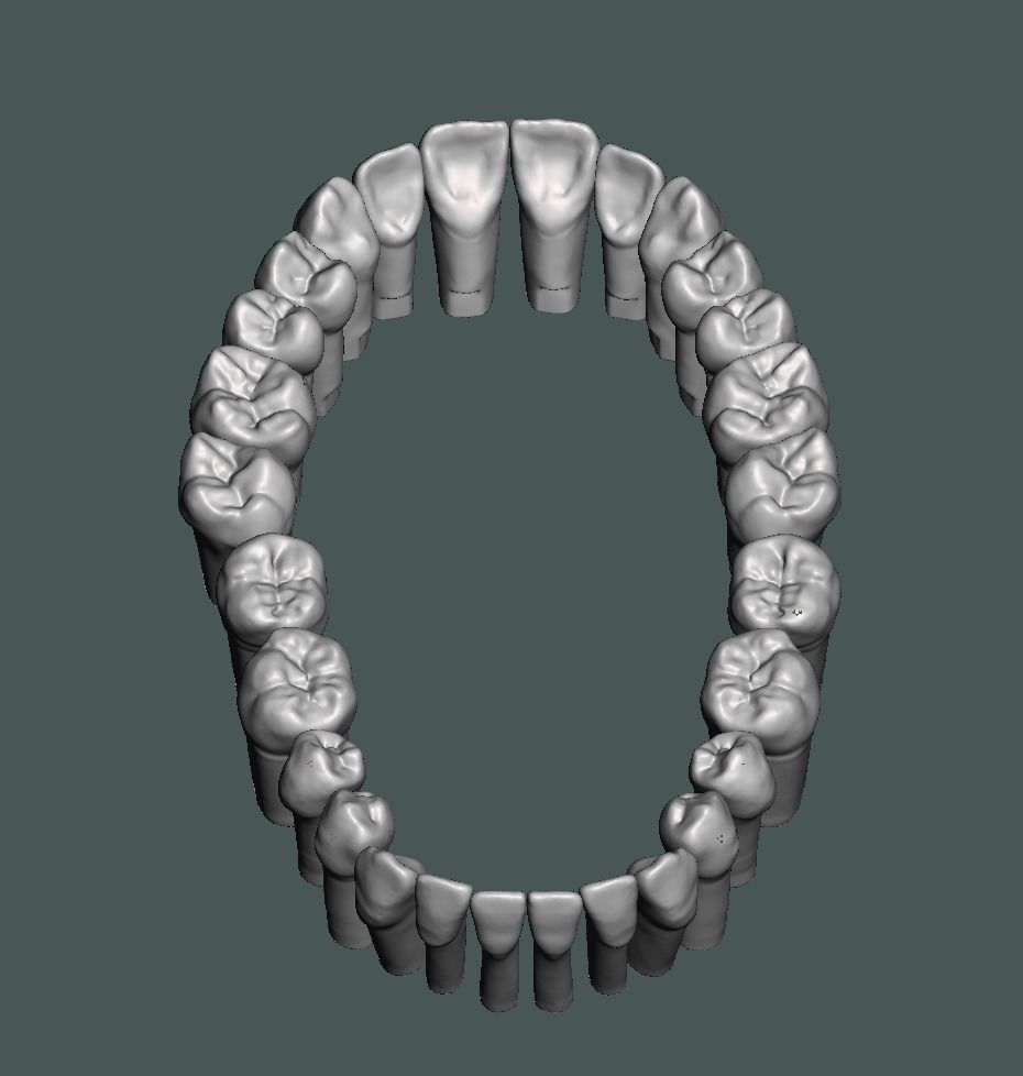 Natural teeth typodont maxillary and mandibular 3D print model_6