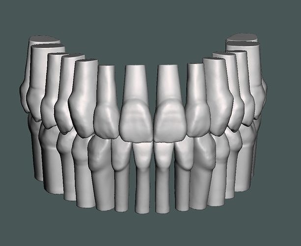 Natural teeth typodont maxillary and mandibular 3D print model