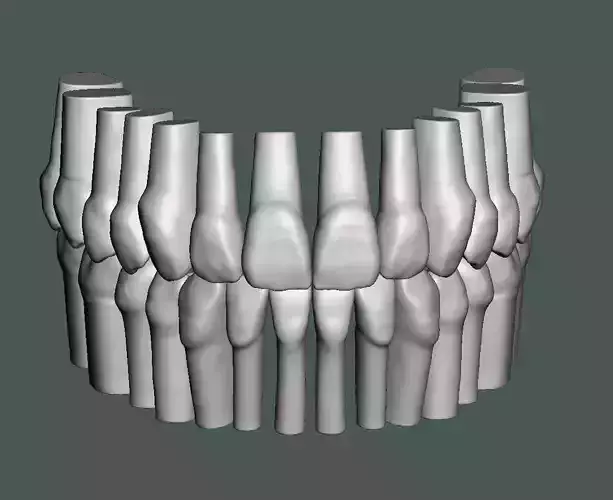 Natural teeth typodont maxillary and mandibular 3D print model