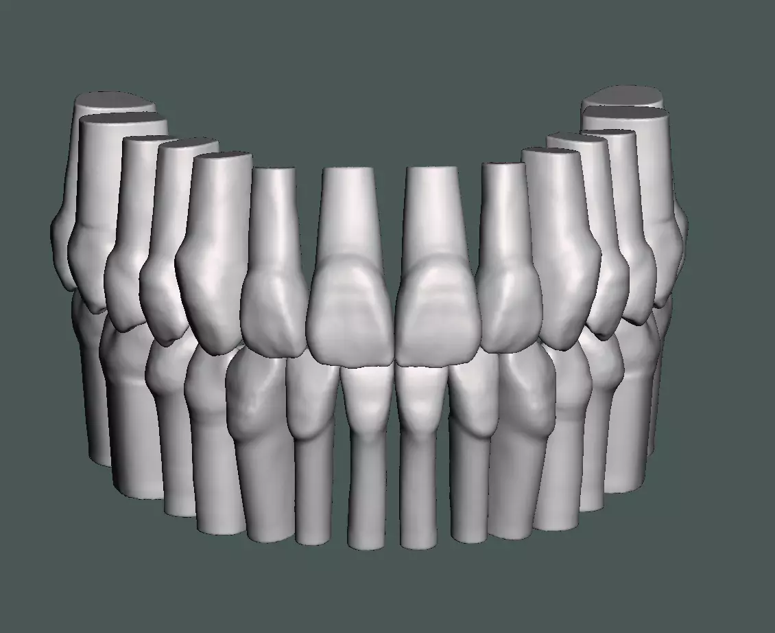 Natural teeth typodont maxillary and mandibular 3D print model_0