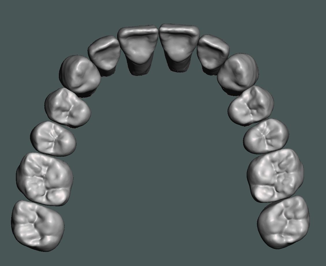Natural teeth typodont maxillary and mandibular 3D print model_3