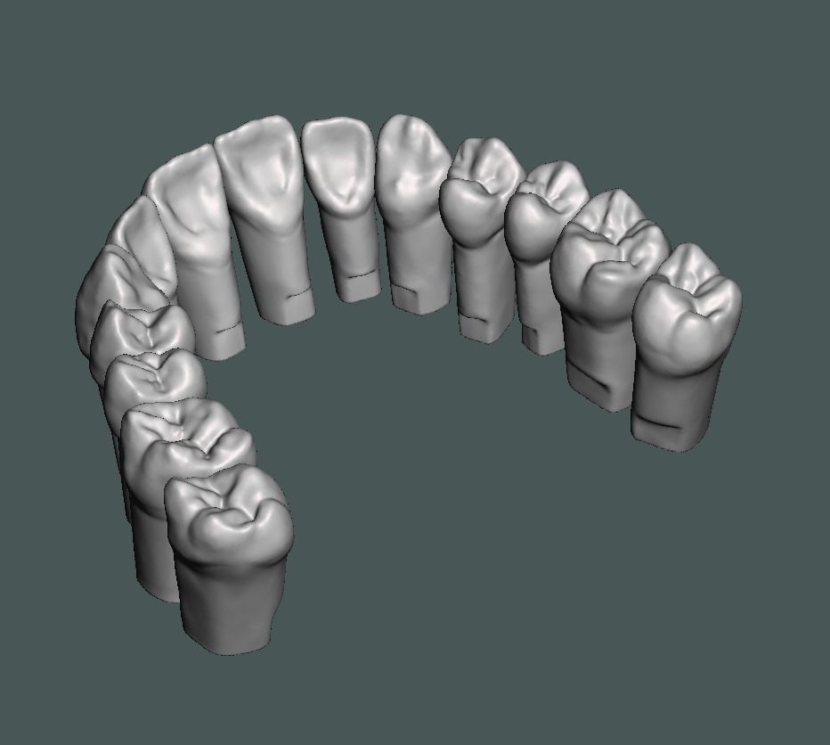 Natural teeth typodont maxillary and mandibular 3D print model_4