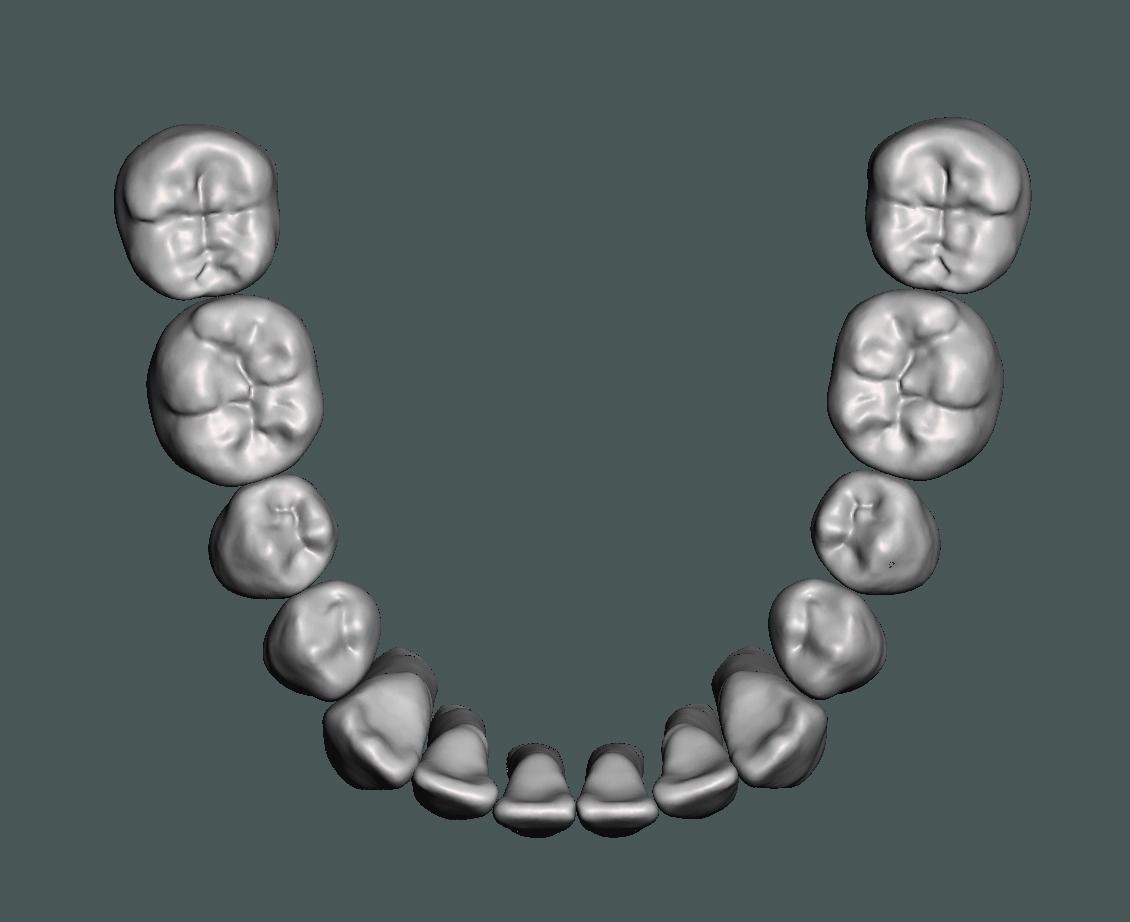 Natural teeth typodont maxillary and mandibular 3D print model_1