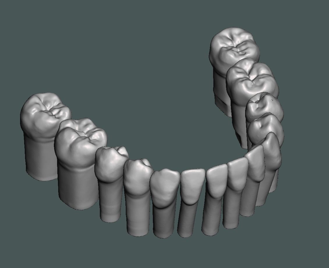 Natural teeth typodont maxillary and mandibular 3D print model_2