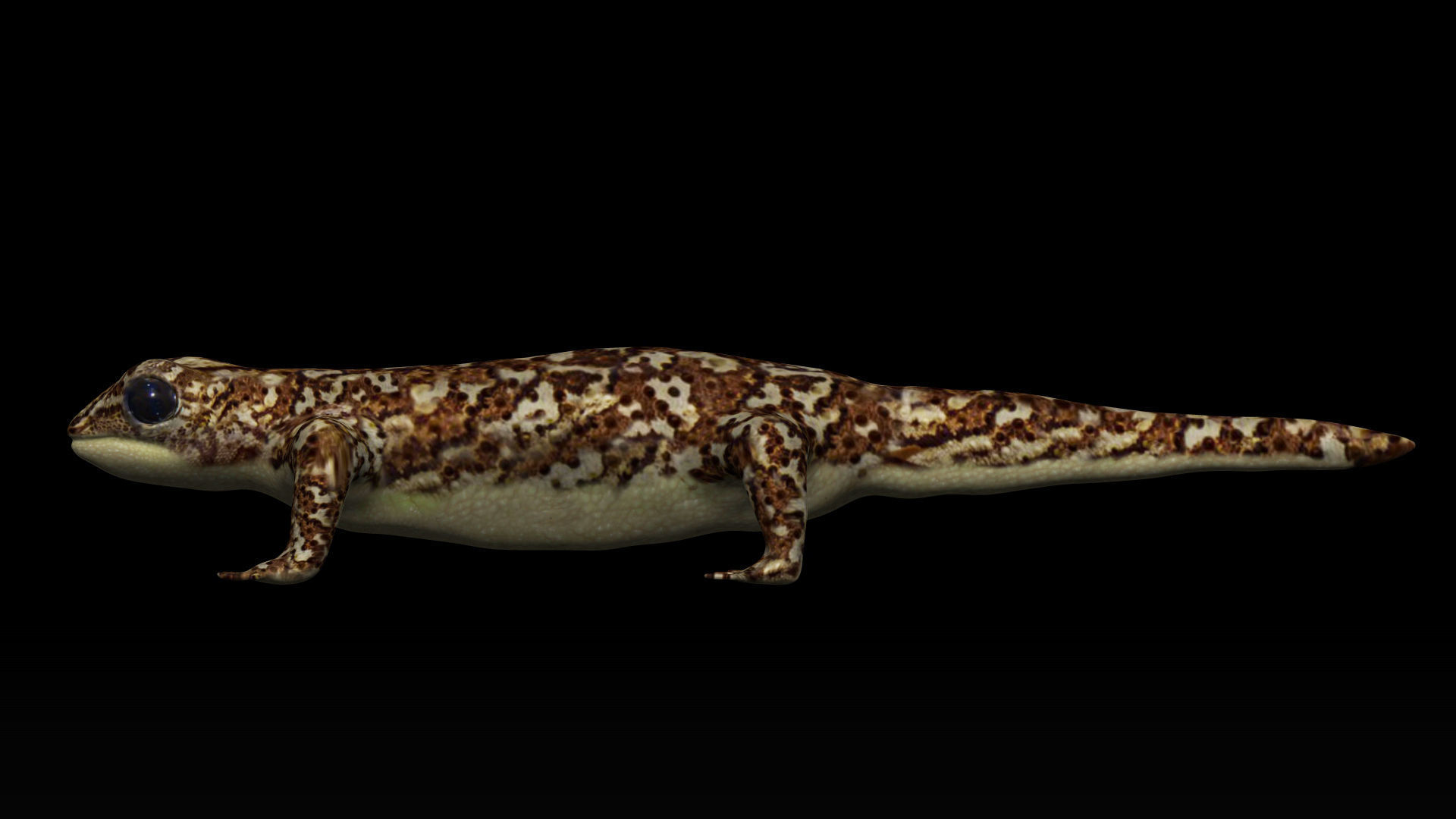 Gecko Lizard Low-poly 3D model_1