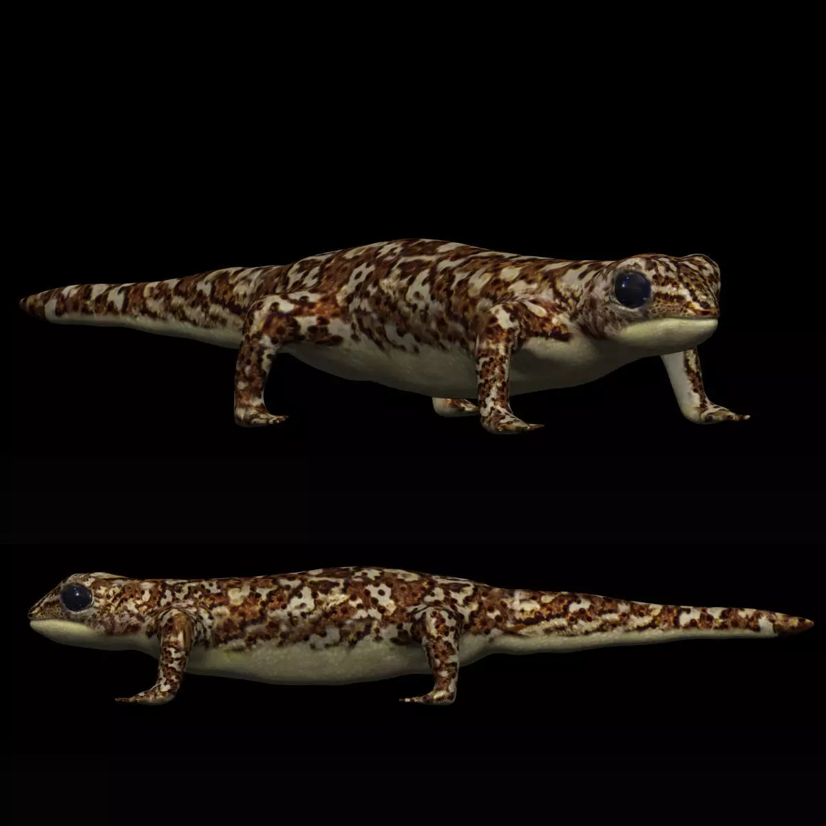 Gecko Lizard Low-poly 3D model_0