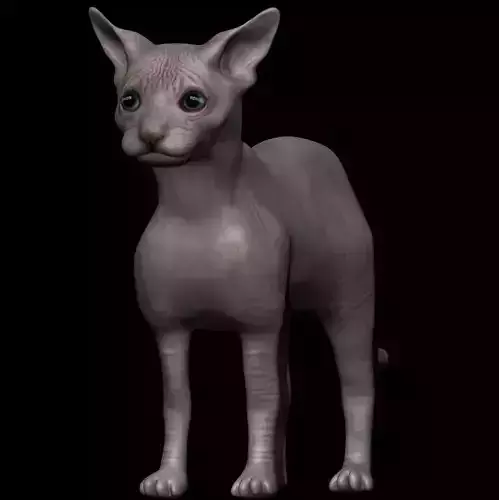 Sphynx Cat