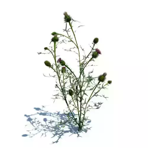 Plant   With Thorny Leaves And Purple Stems