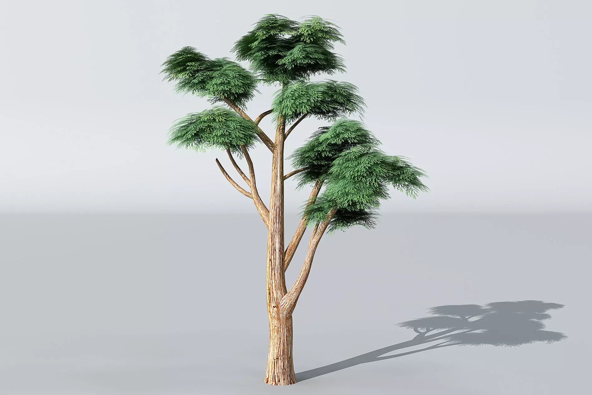 Cartoon tree 3D model_0