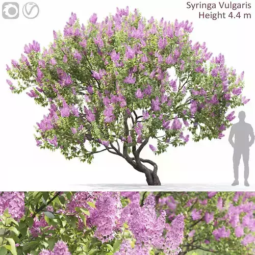 Syringa Vulgaris 04