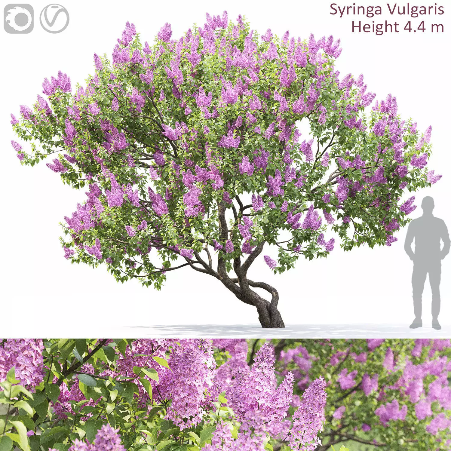 Syringa Vulgaris 04 3D model