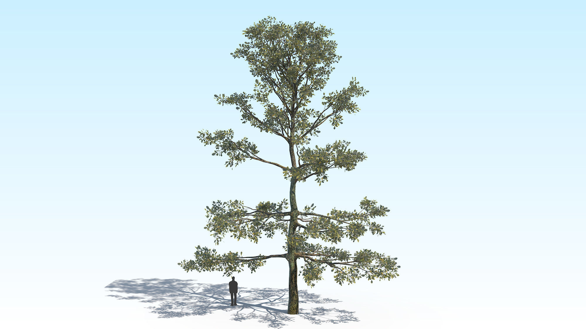 Oak Tree 05 PBR Low-poly 3D model_6