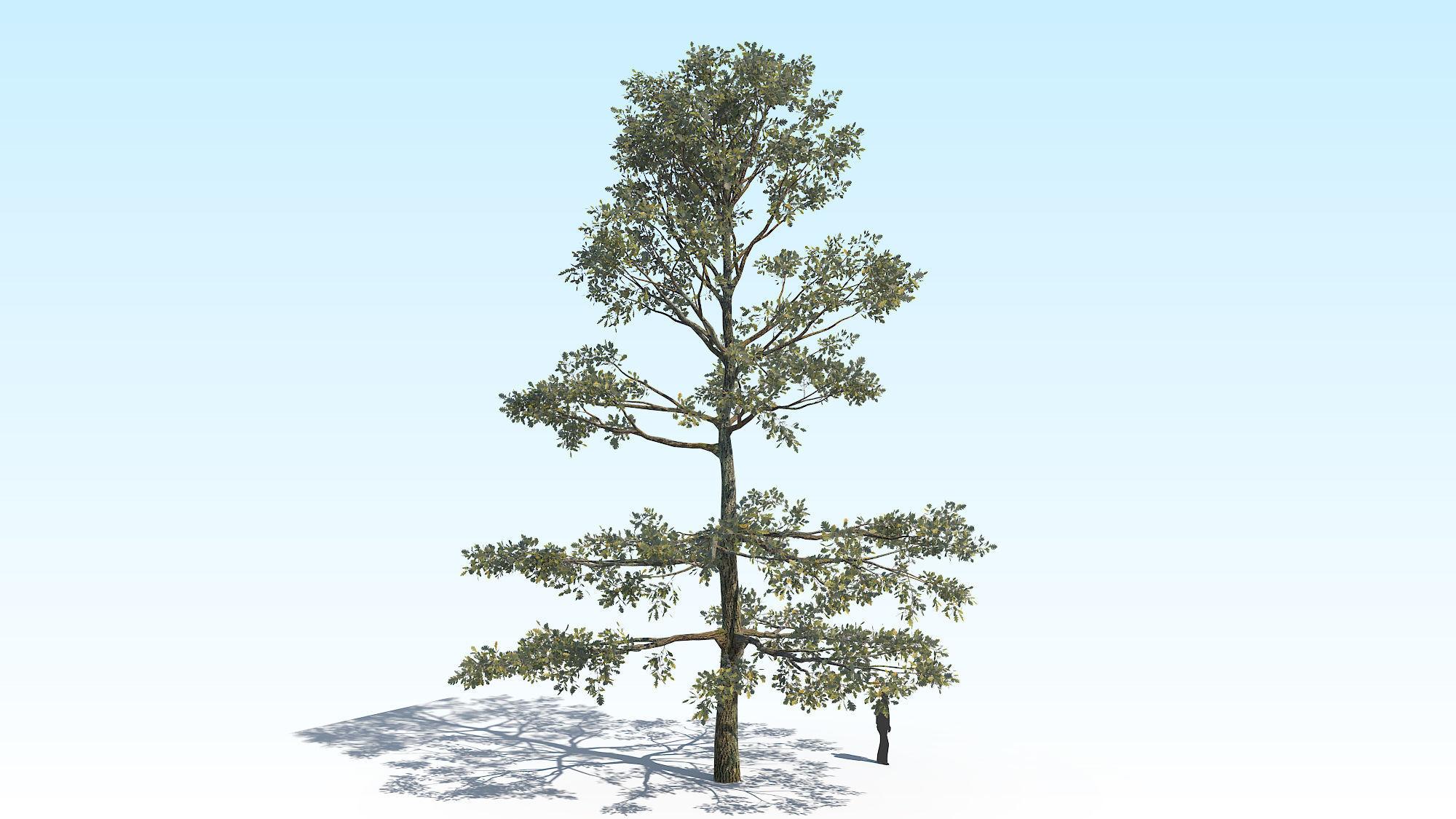 Oak Tree 05 PBR Low-poly 3D model_1