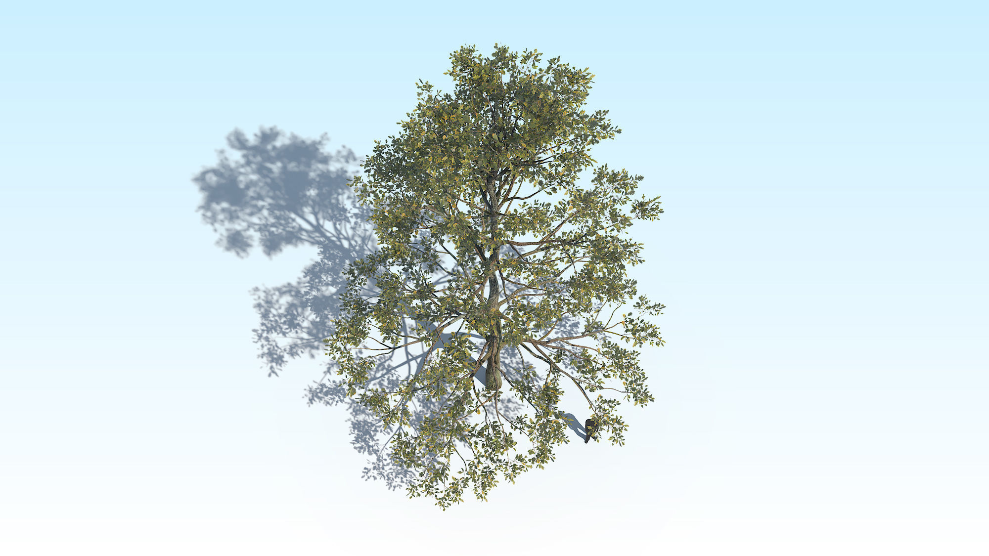 Oak Tree 05 PBR Low-poly 3D model_4