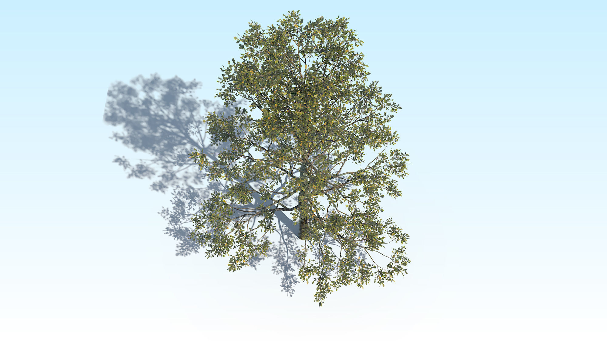 Oak Tree 05 PBR Low-poly 3D model_3