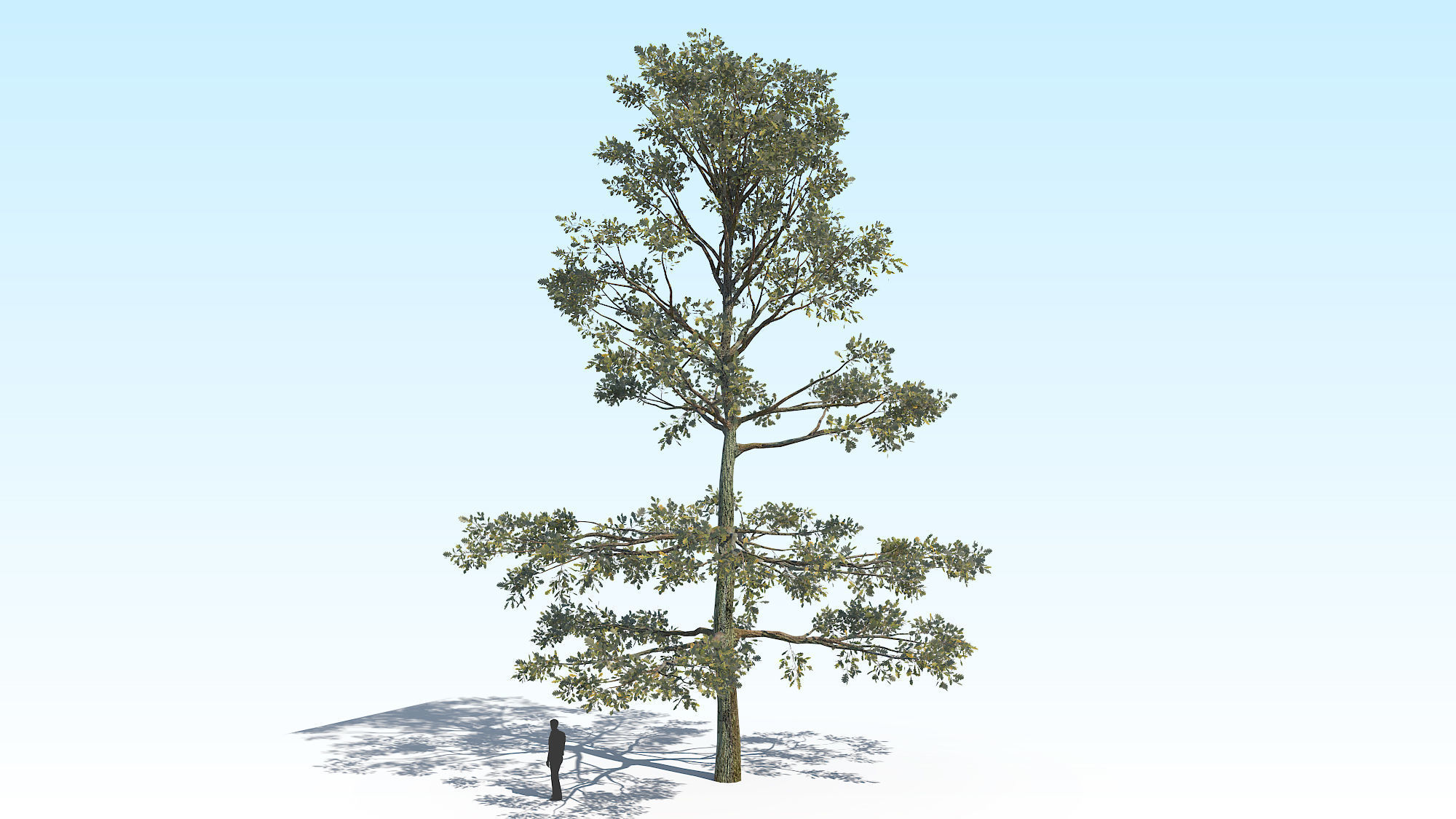 Oak Tree 05 PBR Low-poly 3D model_5