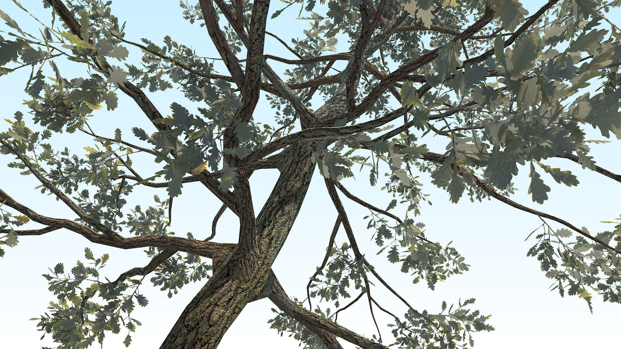 Oak Tree 05 PBR Low-poly 3D model_7