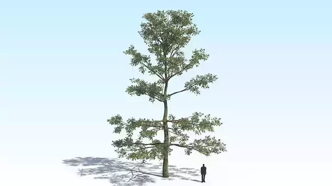 Oak Tree 05 PBR Low-poly 3D model