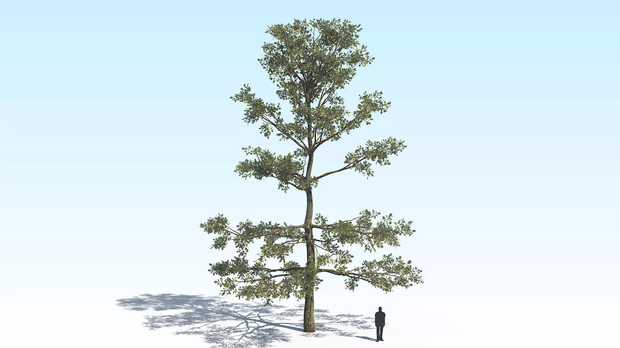 Oak Tree 05 PBR Low-poly 3D model_0