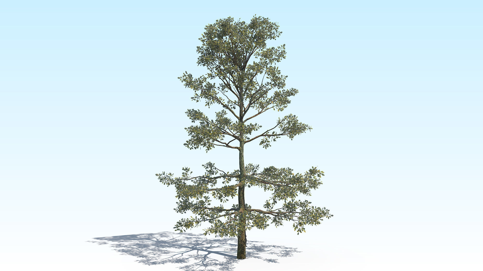 Oak Tree 05 PBR Low-poly 3D model_2