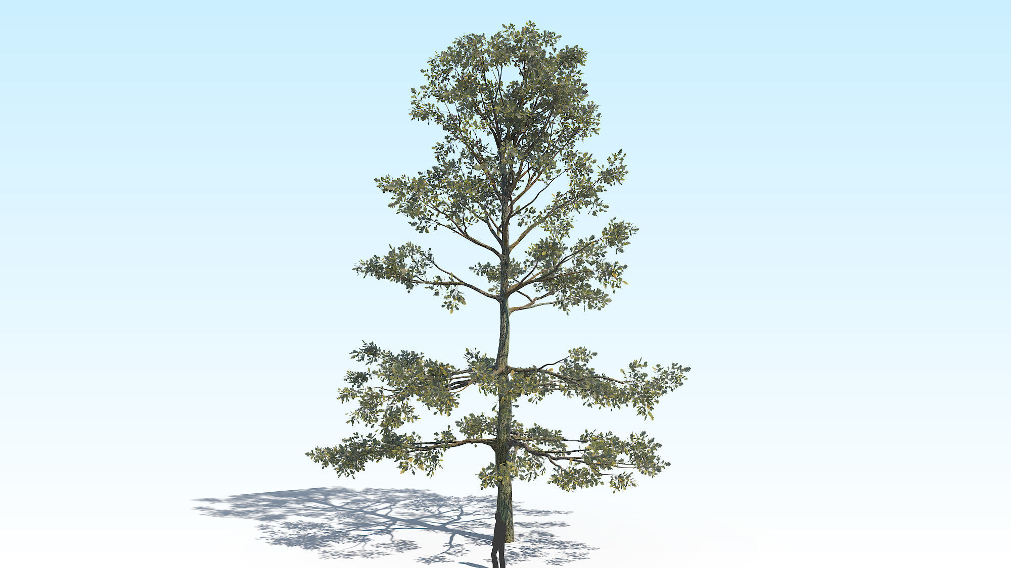 Oak Tree 05 PBR Low-poly 3D model_8