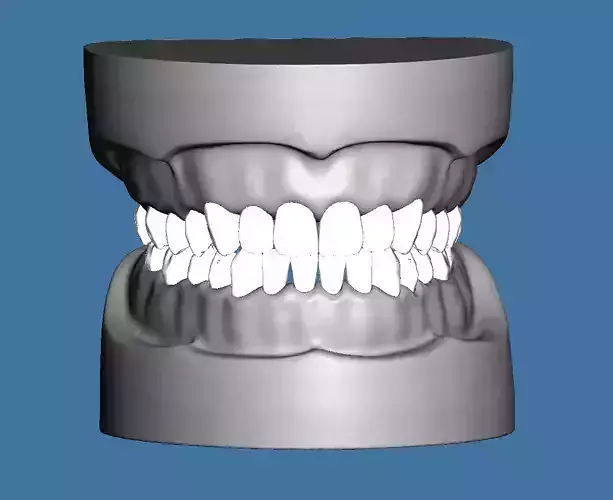 Solid BASE data for dental anatomical typodont 3D print model