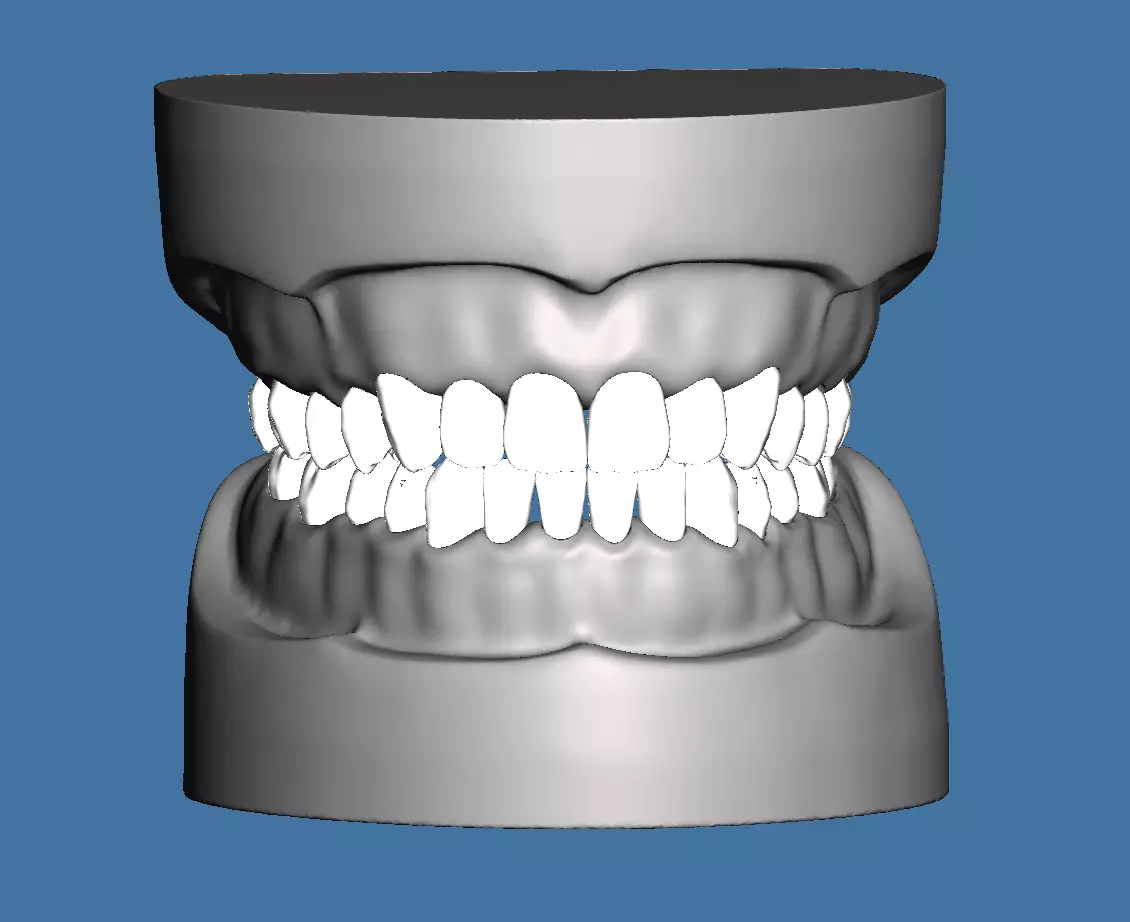 Solid BASE data for dental anatomical typodont 3D print model_0