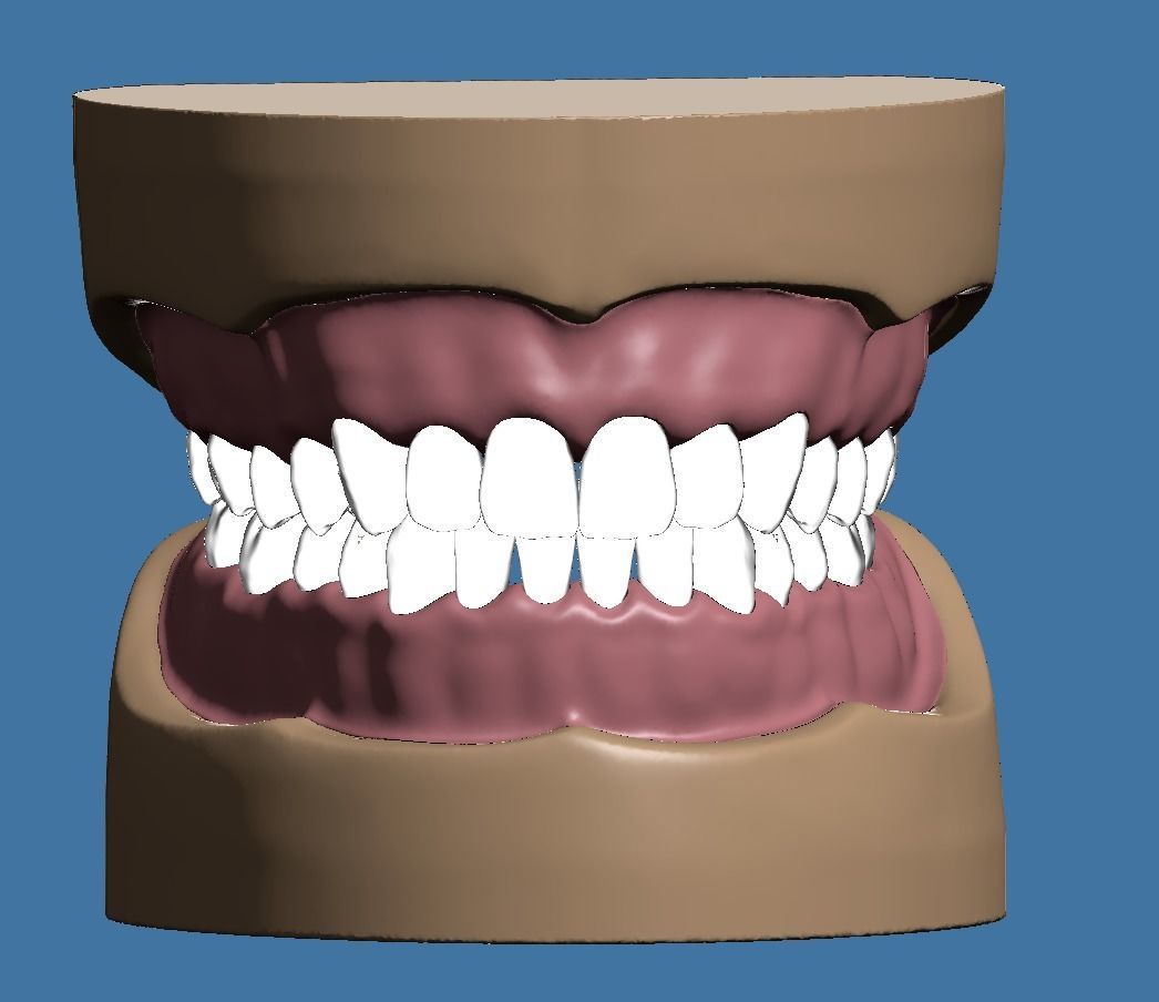 Base and Gum data for dental anatomical typodont 3D print model_2