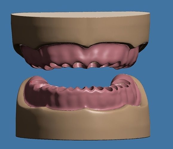 Base and Gum data for dental anatomical typodont 3D print model