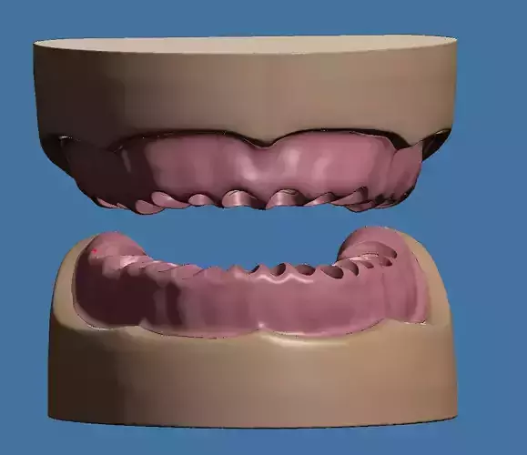 Base and Gum data for dental anatomical typodont 3D print model