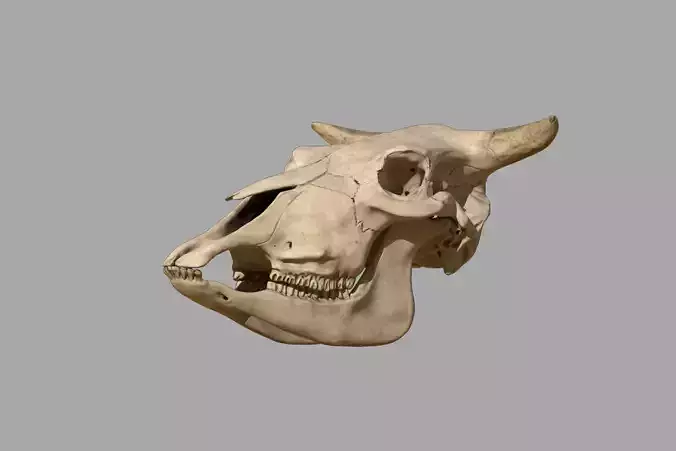 Cattle Skull 3D model