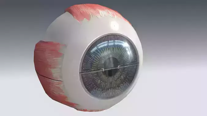 Eye Anatomy  Free 3D model
