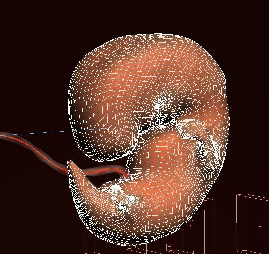 Human embryo fetus Growth animation 3D model_12