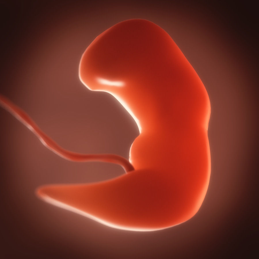 Human embryo fetus Growth animation 3D model_1
