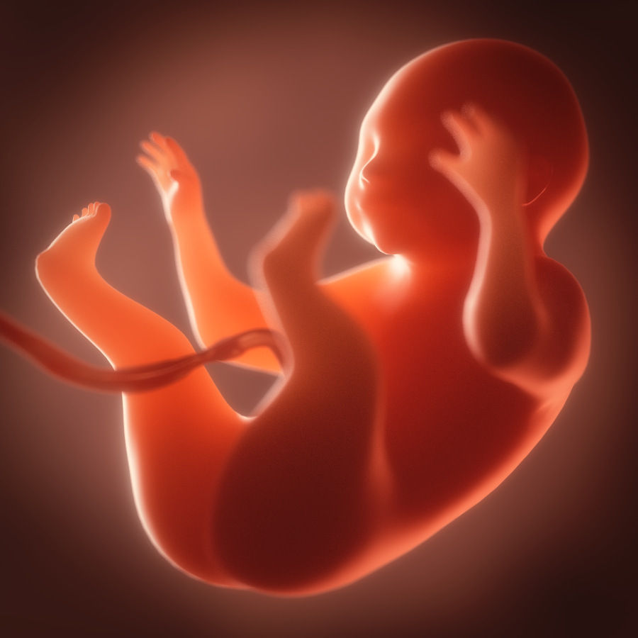 Human embryo fetus Growth animation 3D model_8