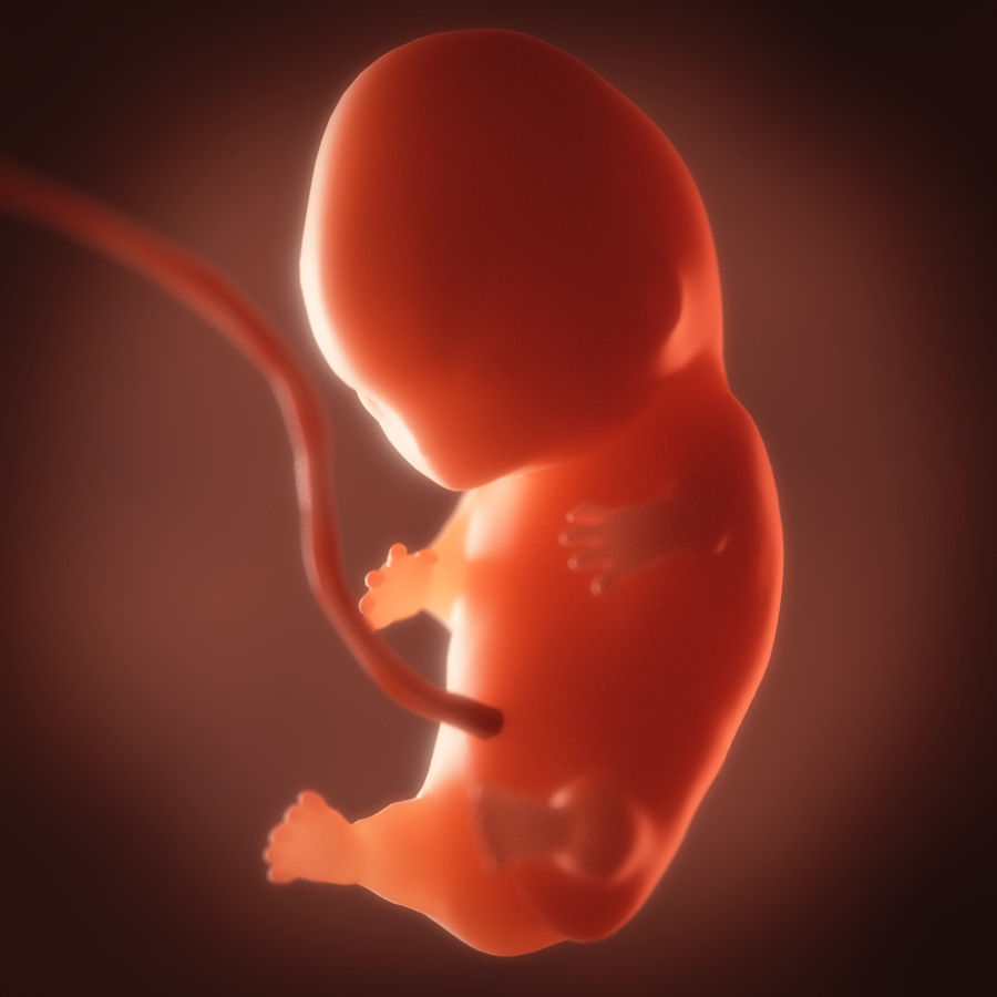 Human embryo fetus Growth animation 3D model_4