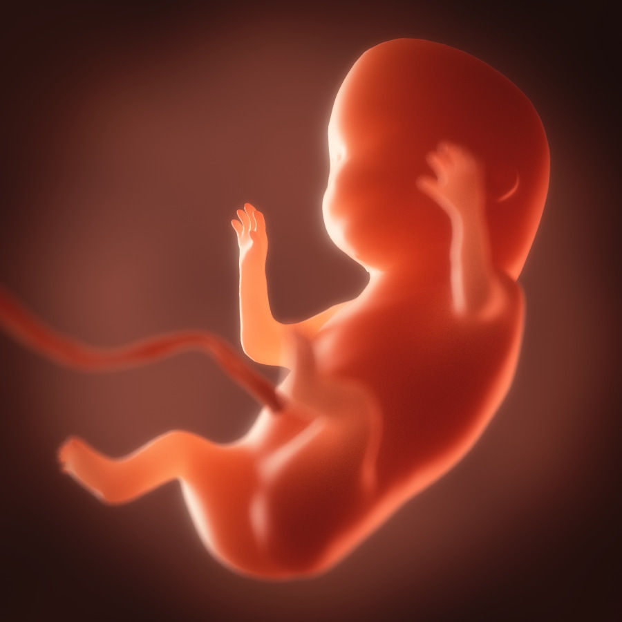 Human embryo fetus Growth animation 3D model_2