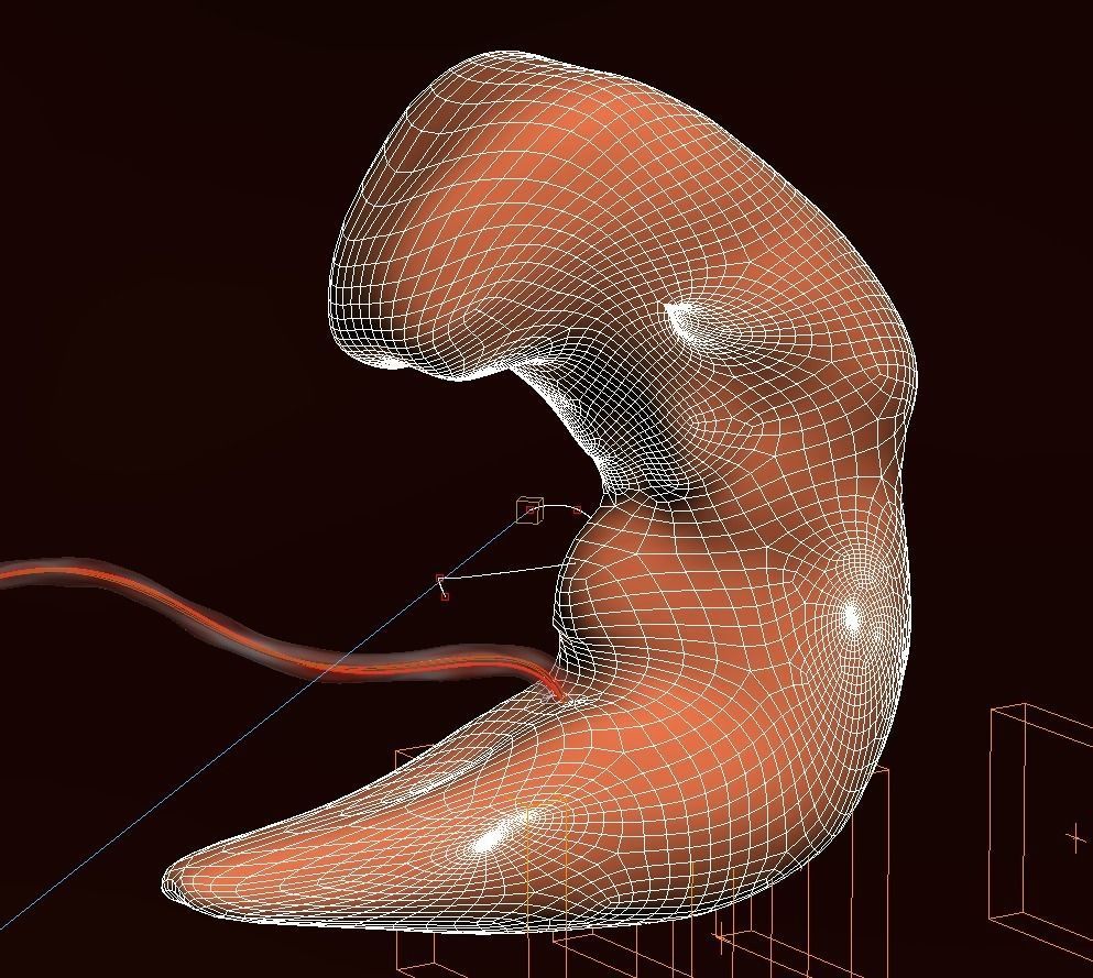 Human embryo fetus Growth animation 3D model_11