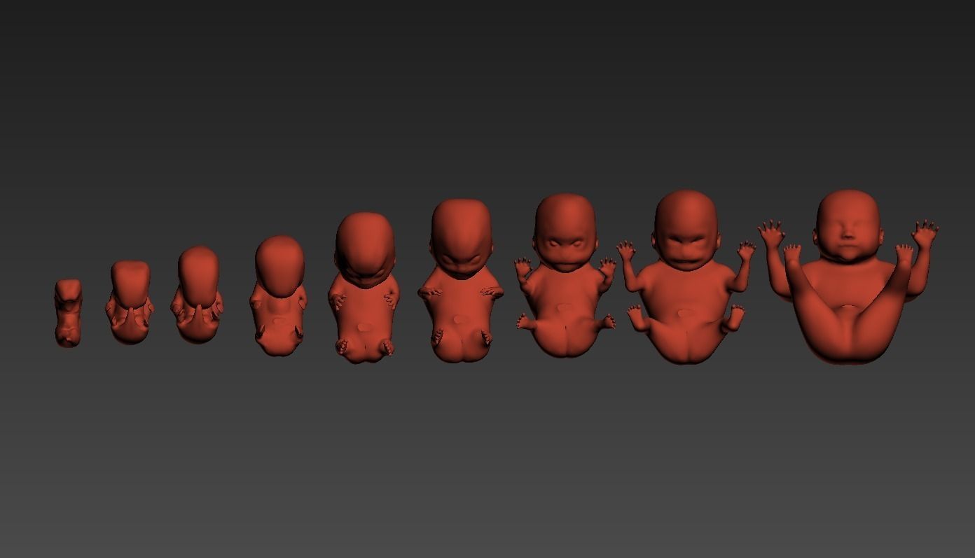 Human embryo fetus Growth animation 3D model_10