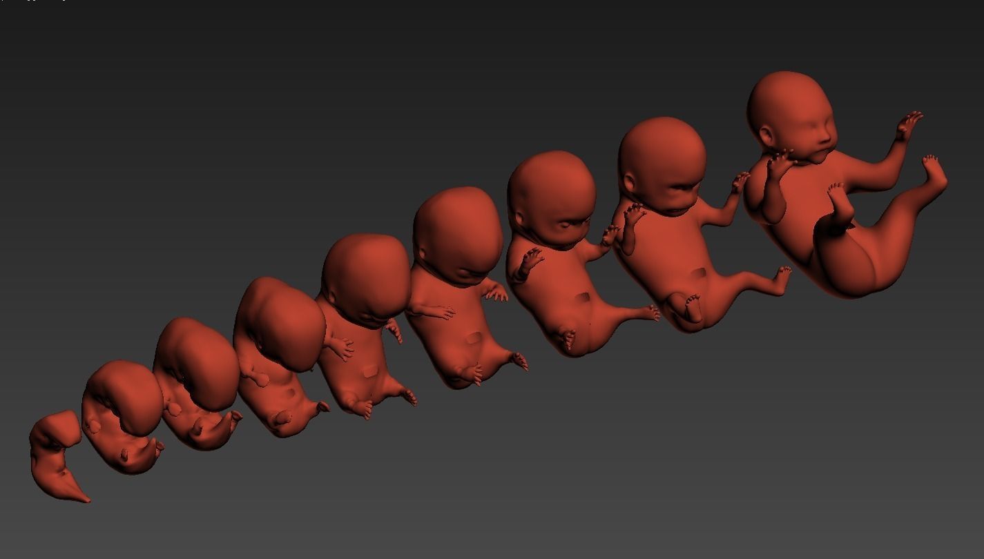 Human embryo fetus Growth animation 3D model_9